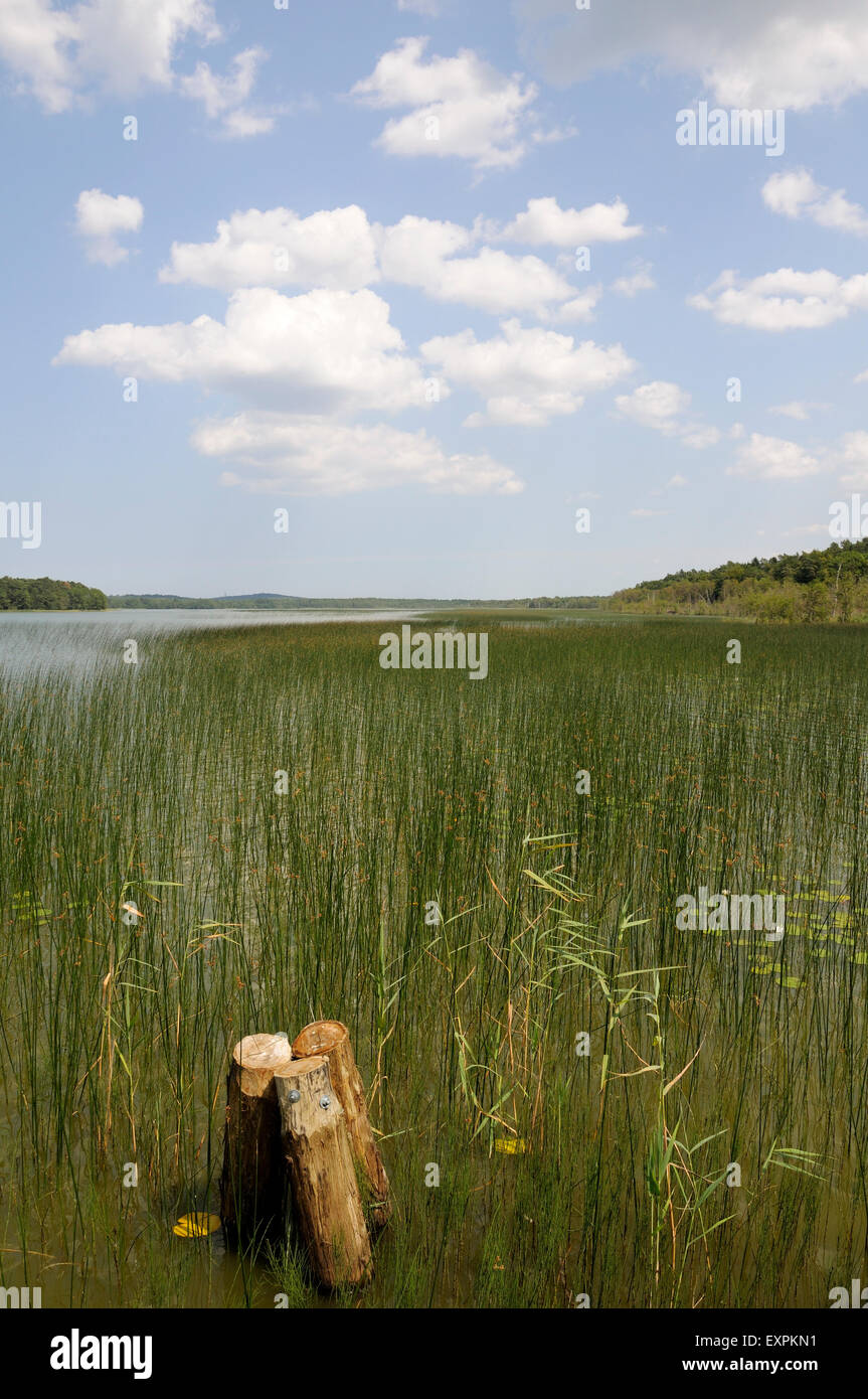 Lake dans le Parc National de Słowiński Banque D'Images