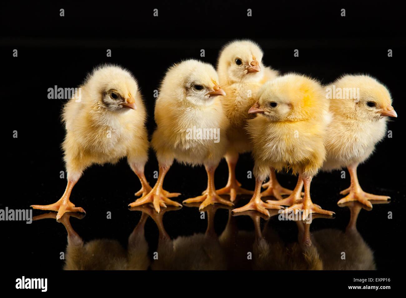 Animaux oiseaux volailles poulet isolés des animaux domestiques oiseaux animaux bébé sur shot mignon petit studio jeune domestique fond couleur Banque D'Images