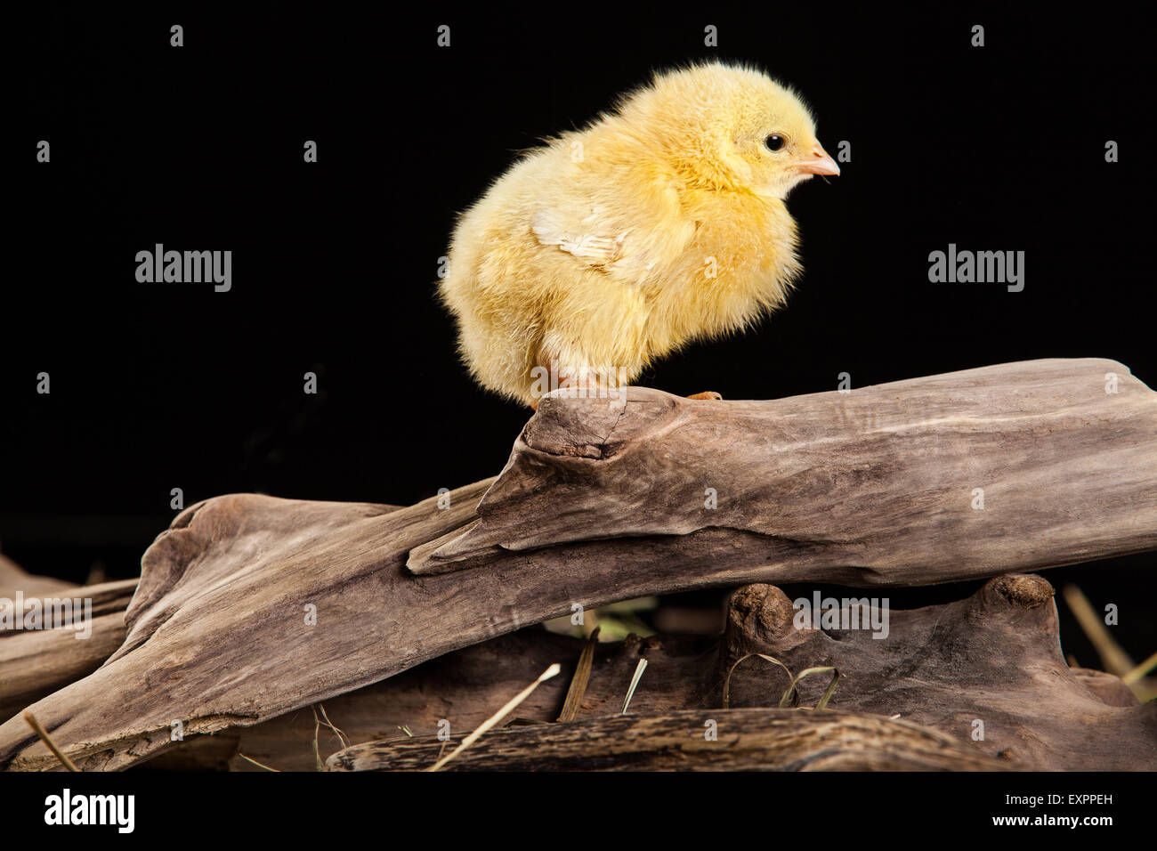 Animaux oiseaux volailles poulet isolés des animaux domestiques oiseaux animaux bébé sur shot mignon petit studio jeune domestique fond couleur Banque D'Images