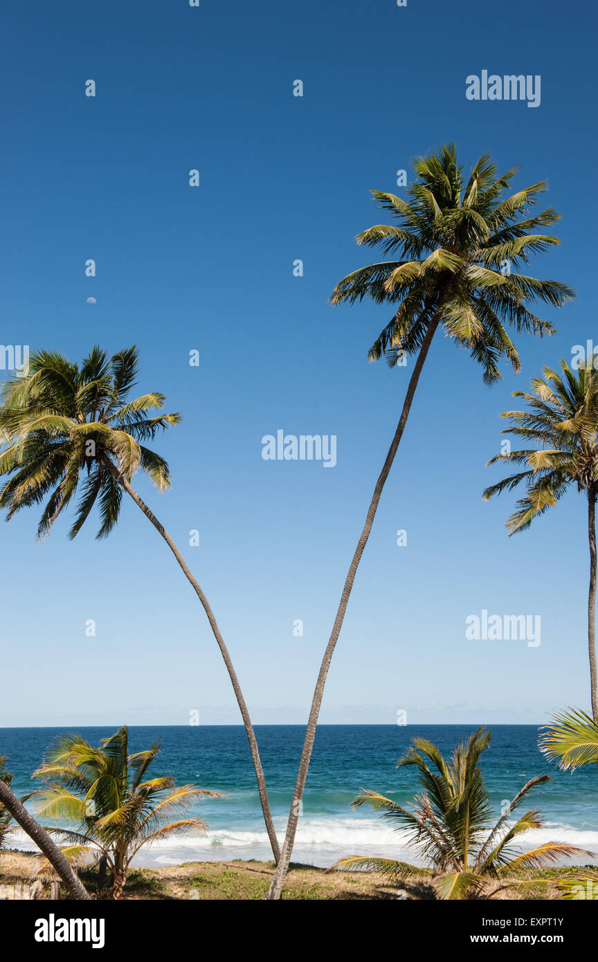 Arembepe, Etat de Bahia, Brésil. Palmiers sur la plage. Banque D'Images
