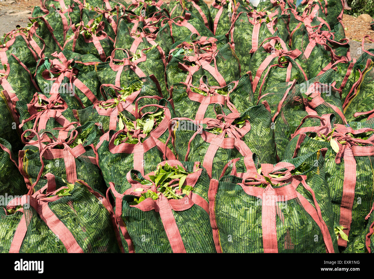 Les sachets de thé à Dambatenne Tea Estate près d'Haputale, Sri Lanka Banque D'Images