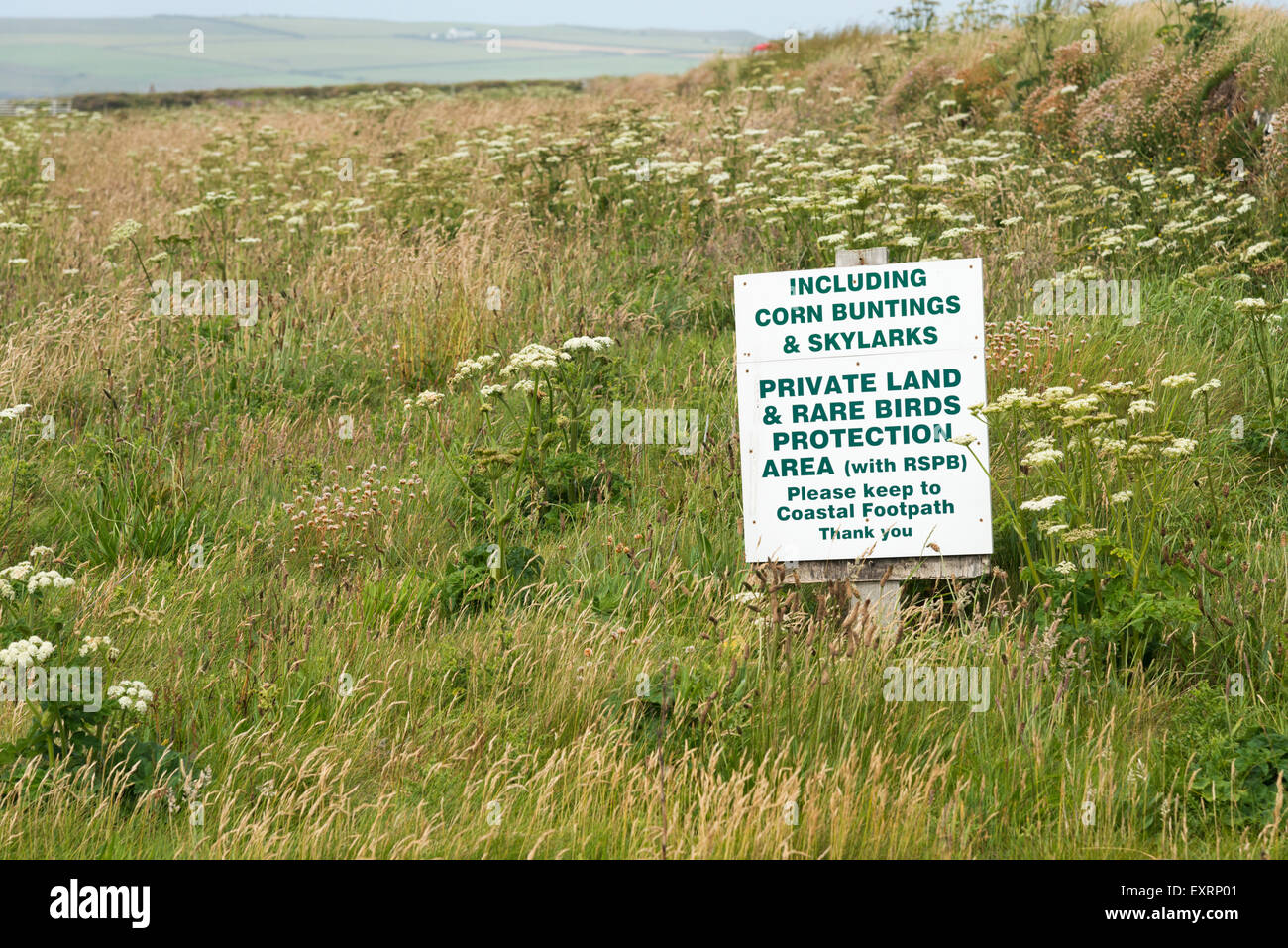 Avertissement Un signe de terres protégées pour protéger les aires de reproduction des alouettes et banderoles de maïs à Portcothan Cornwall UK Banque D'Images