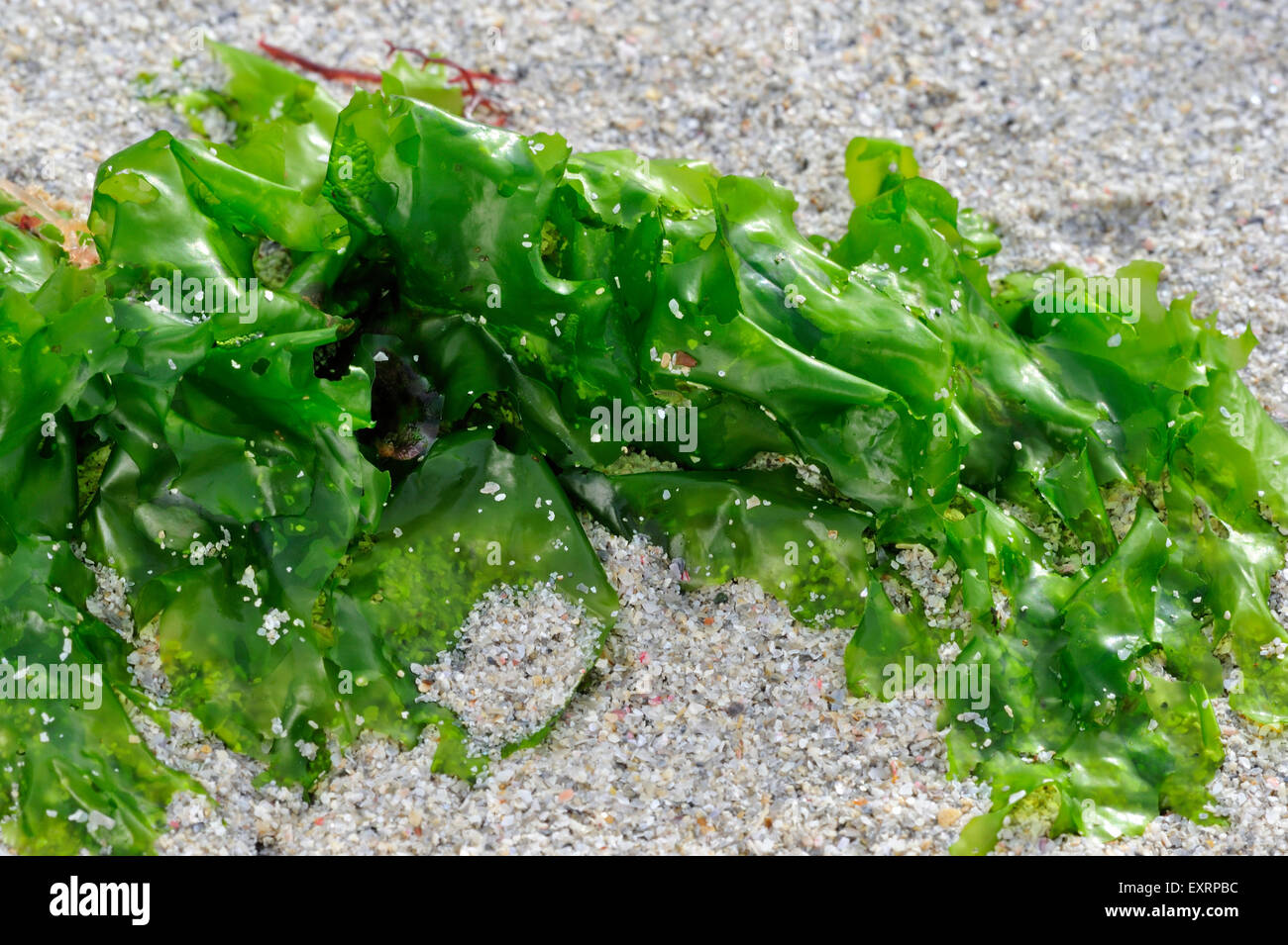 Laitue de mer (Ulva lactuca) lavés on beach Banque D'Images