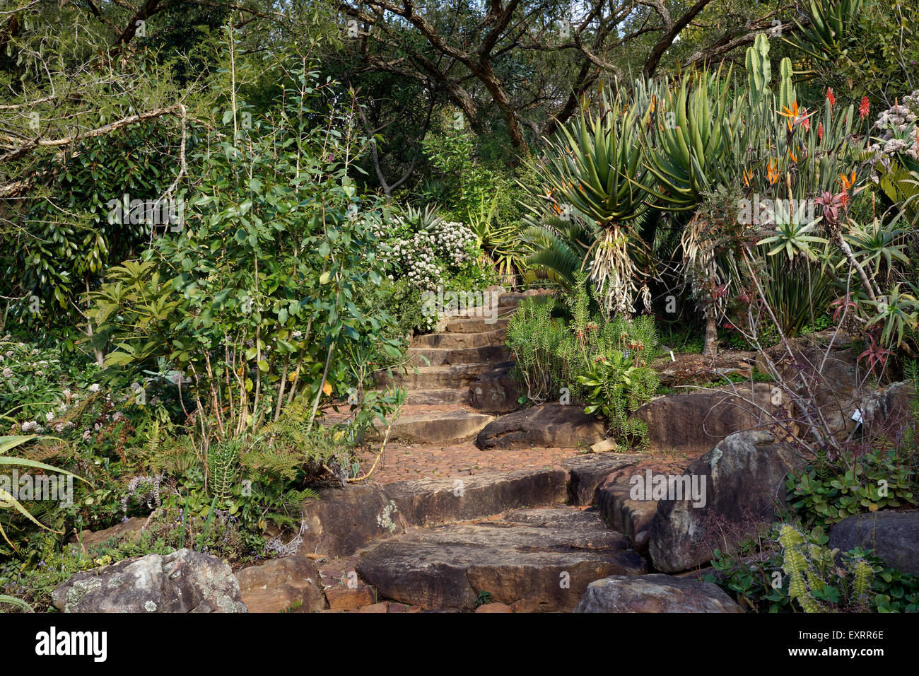 Un chemin de pierre dans Kirstenbosch National Botanical Gardens à Cape Town, Afrique du Sud. Banque D'Images