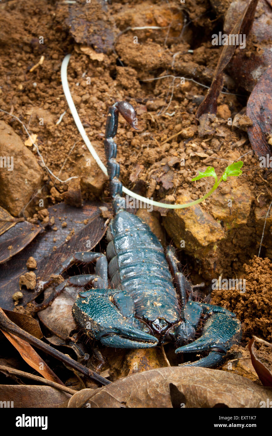 , Scorpion Tityus pachyurus , à l'étage de la forêt tropicale du parc national de Cerro Hoya, Veraguas province, République du Panama. Banque D'Images