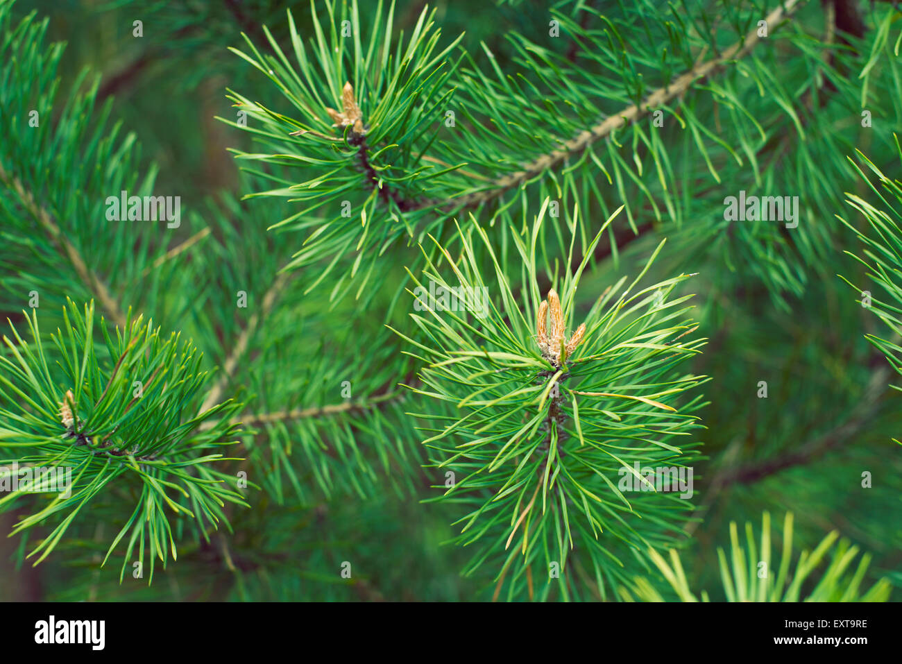 Les branches d'arbres de pins verts avec l'accent sur les bourgeons d'avant-plan par le printemps Banque D'Images