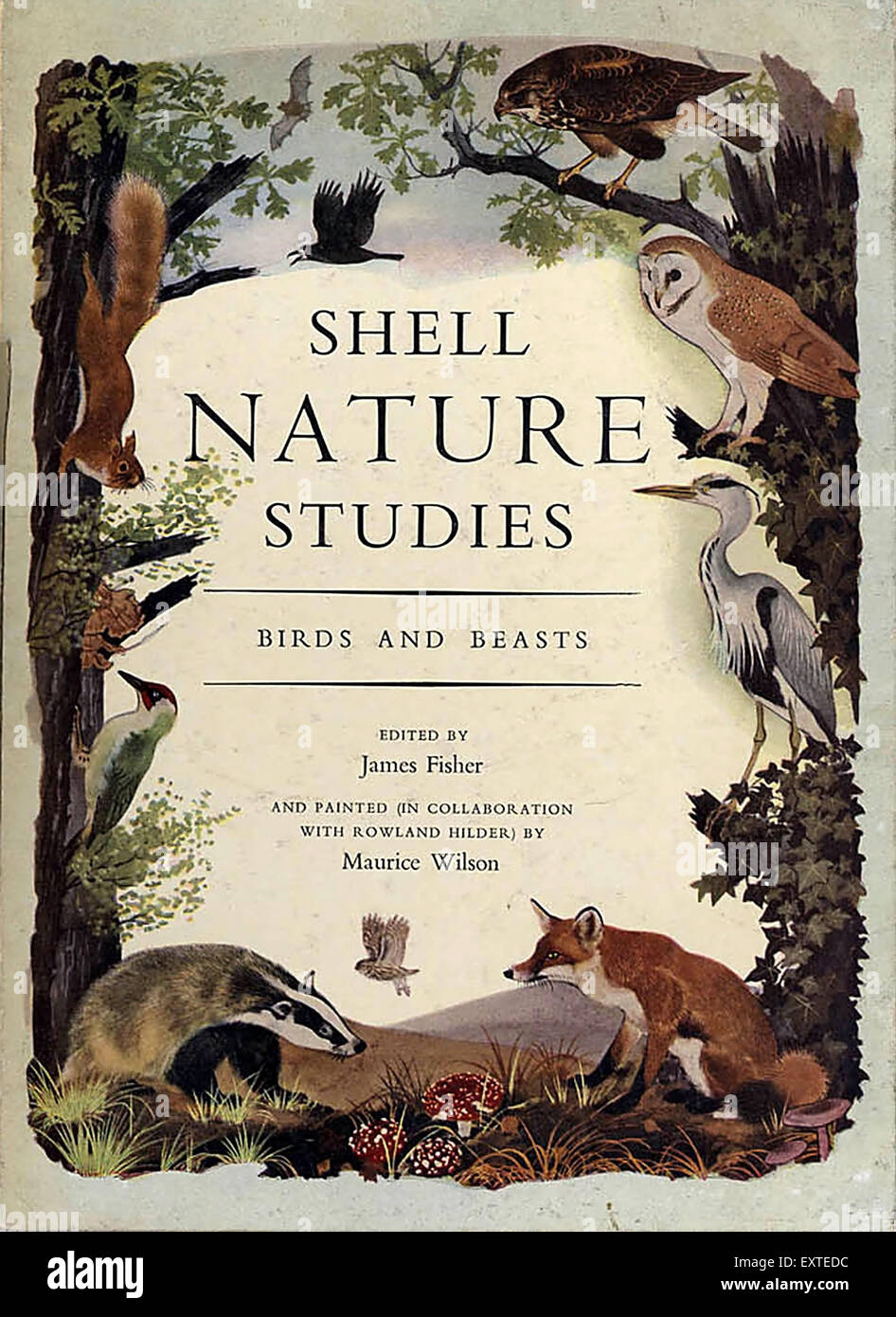 1960 Shell UK Nature Oiseaux et bêtes Études Couverture de livre Banque D'Images