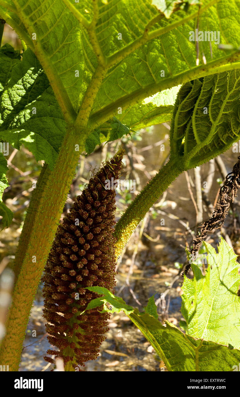 Une plante et fleurs Gunnera Banque D'Images