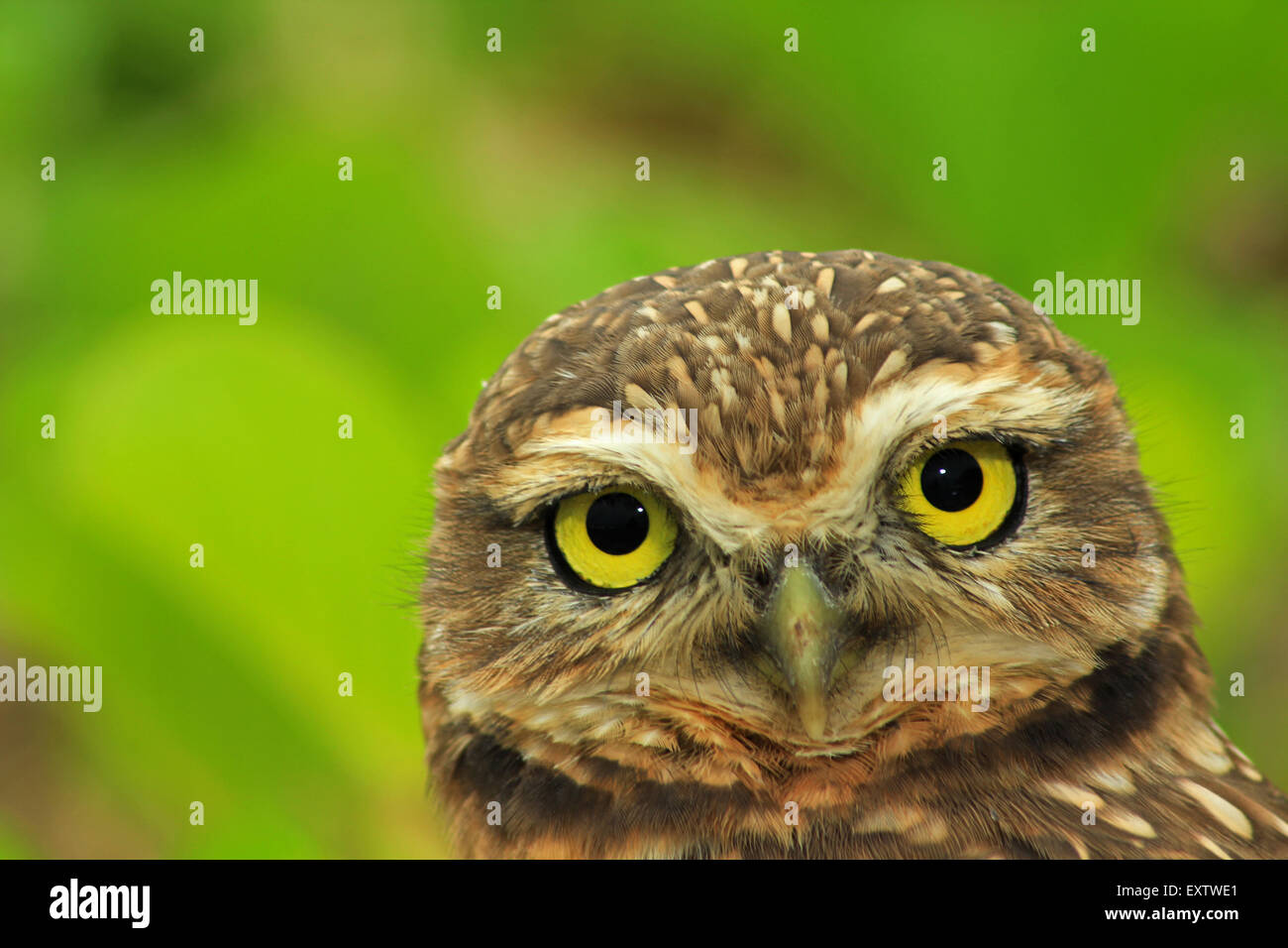 Macro de la chevêche des terriers Banque D'Images