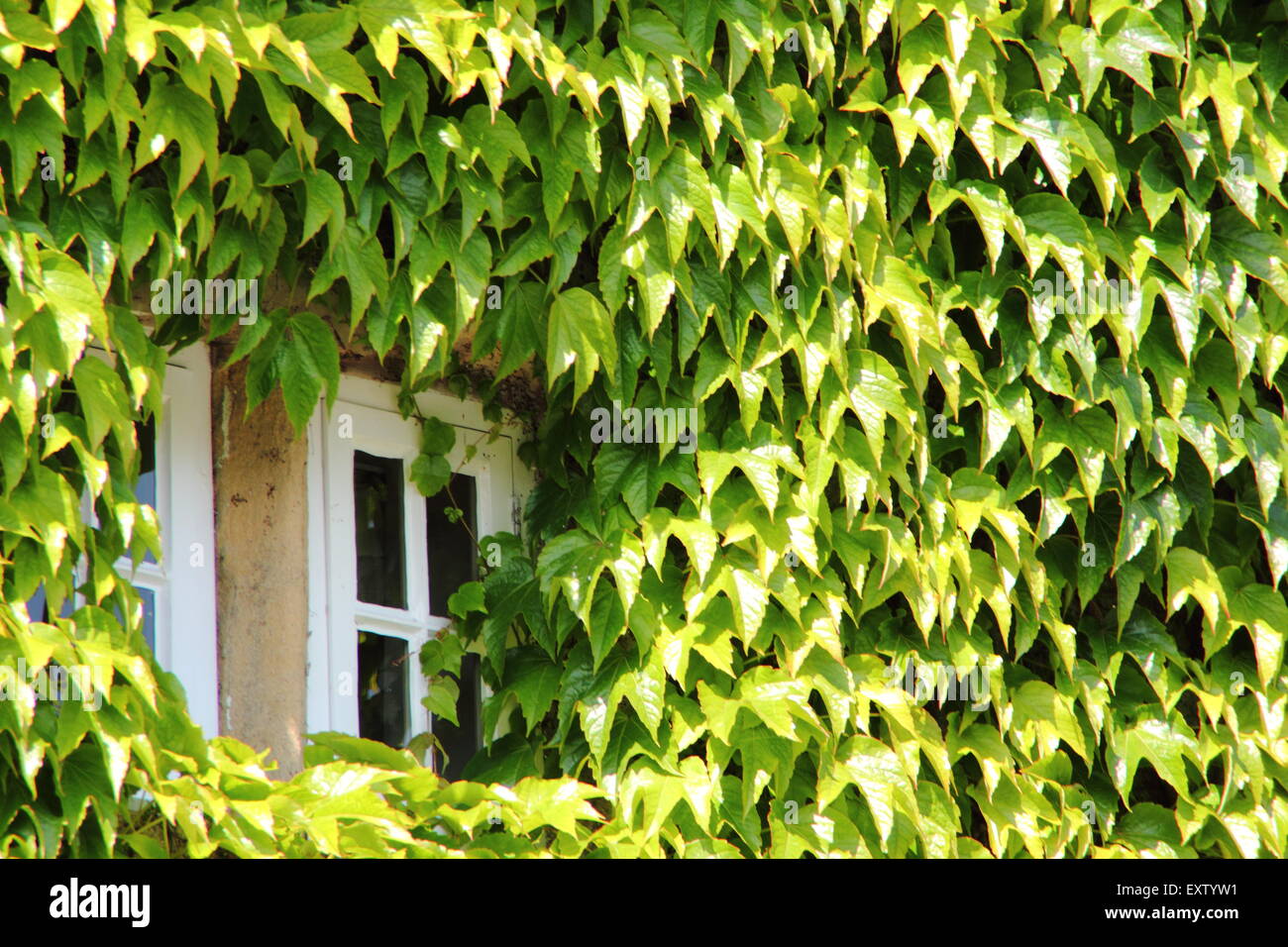 Lierre japonais, ou Boston ivy (pathenosisus du Parthenocissus tricuspidata) se développe autour des fenêtres sur l'extérieur d'un bâtiment dans le Derbyshire, Royaume-Uni Banque D'Images