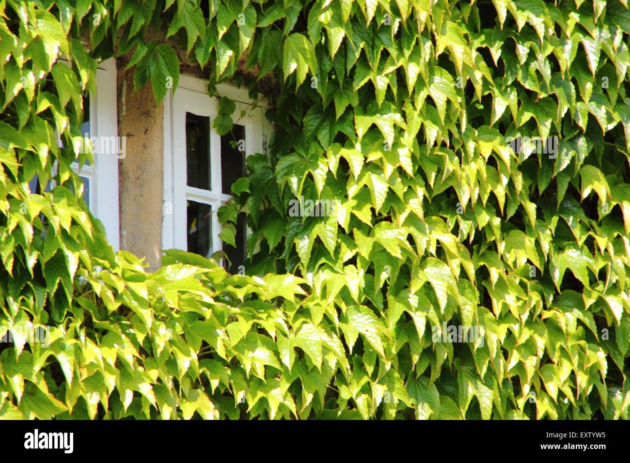 Lierre japonais, ou Boston ivy (pathenosisus du Parthenocissus tricuspidata) se développe autour des fenêtres sur l'extérieur d'un bâtiment dans le Derbyshire, Royaume-Uni Banque D'Images