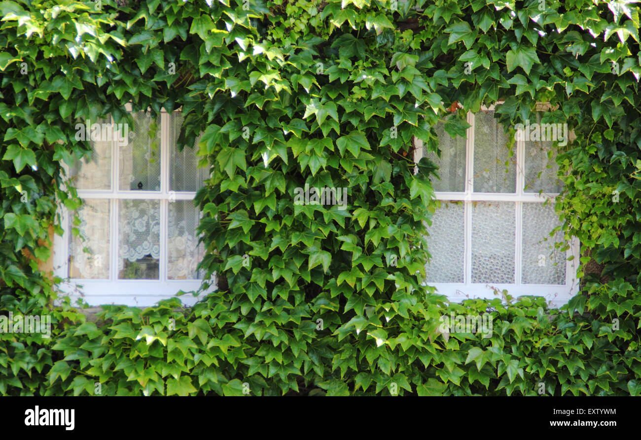 Lierre japonais, ou Boston ivy (pathenosisus du Parthenocissus tricuspidata) se développe autour des fenêtres sur l'extérieur d'un bâtiment dans le Derbyshire, Royaume-Uni Banque D'Images