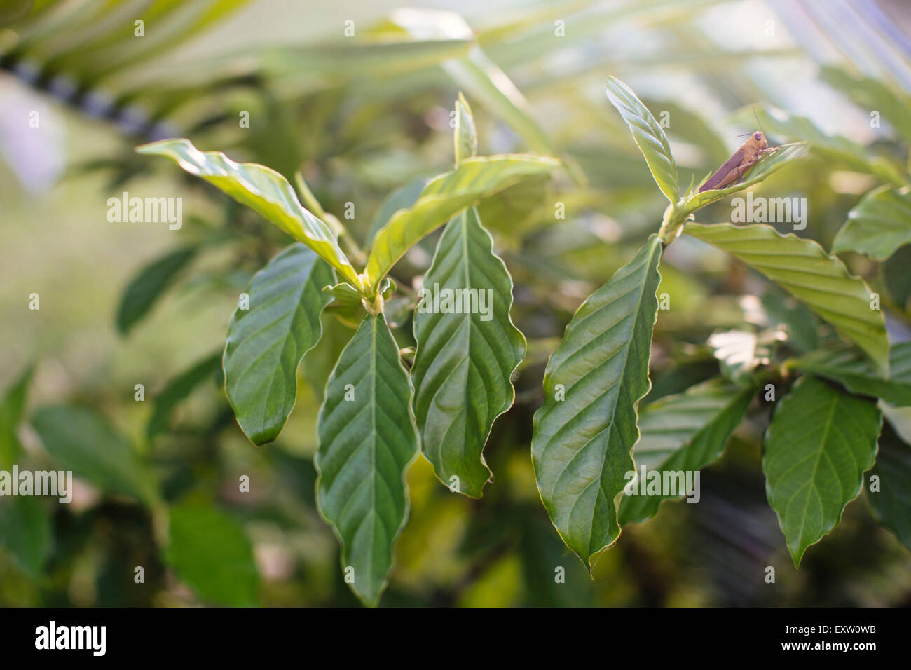 Une sauterelle se trouve sur les feuilles d'un Chacruna bush, également connu sous le nom de Psychotria viridis, dans la jungle Amazonienne près d'Iquitos, Pérou. Banque D'Images