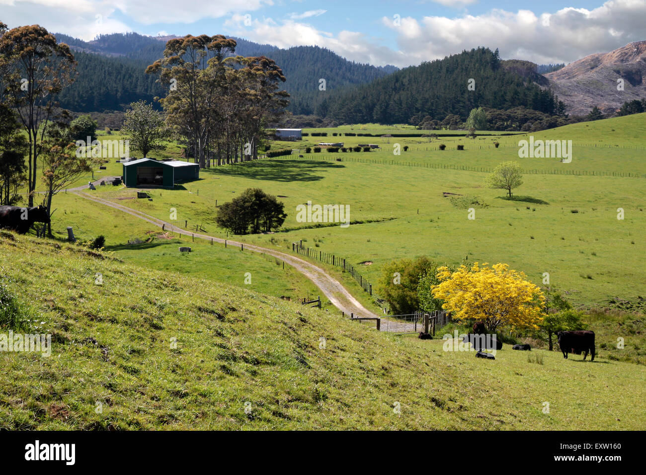 Les prairies et les montagnes de la péninsule de Coromandel, île du Nord, Nouvelle-Zélande Banque D'Images