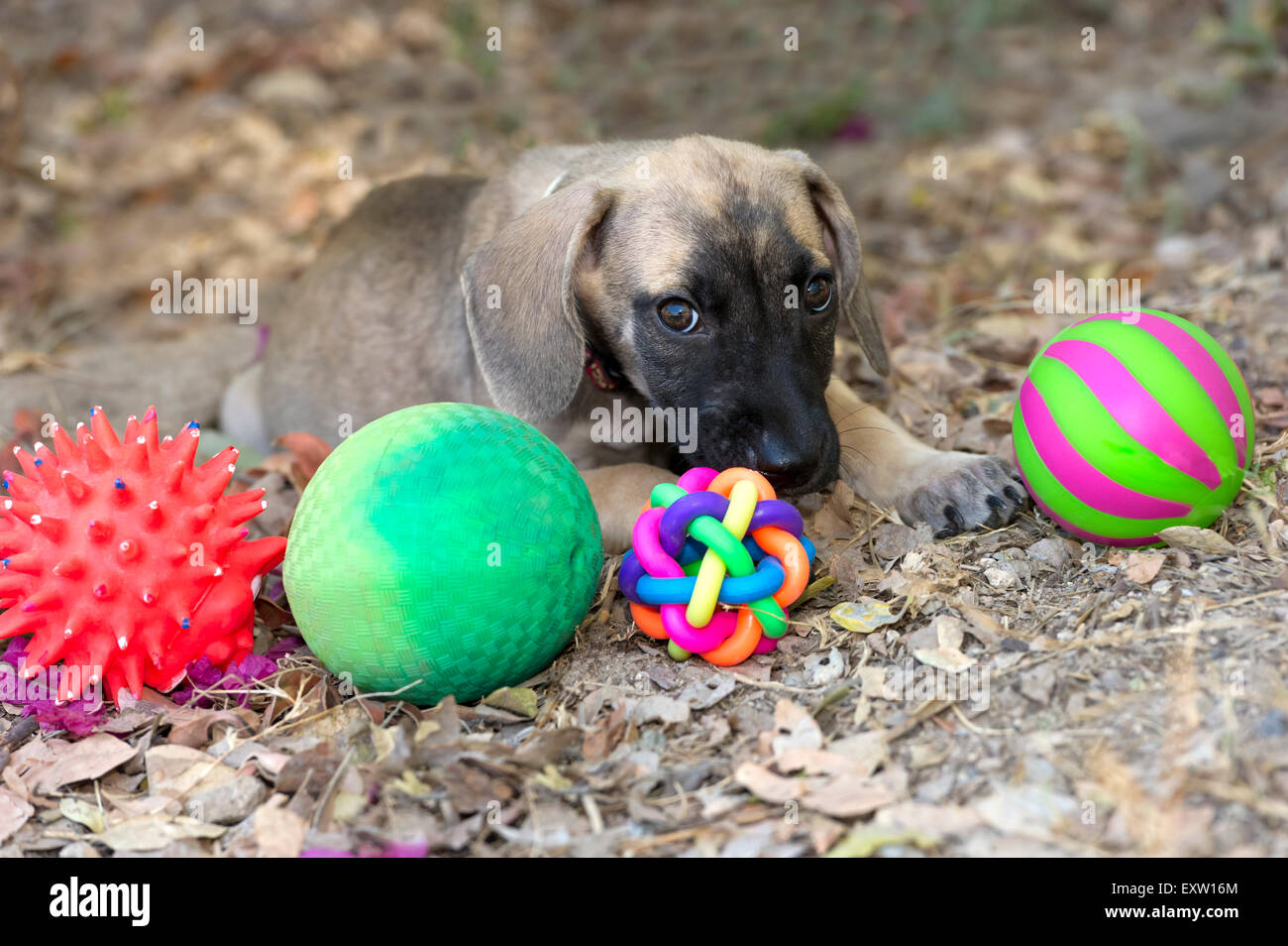 Chiot mignon et jouets en plein air avec de grands yeux de chien chiot. Banque D'Images