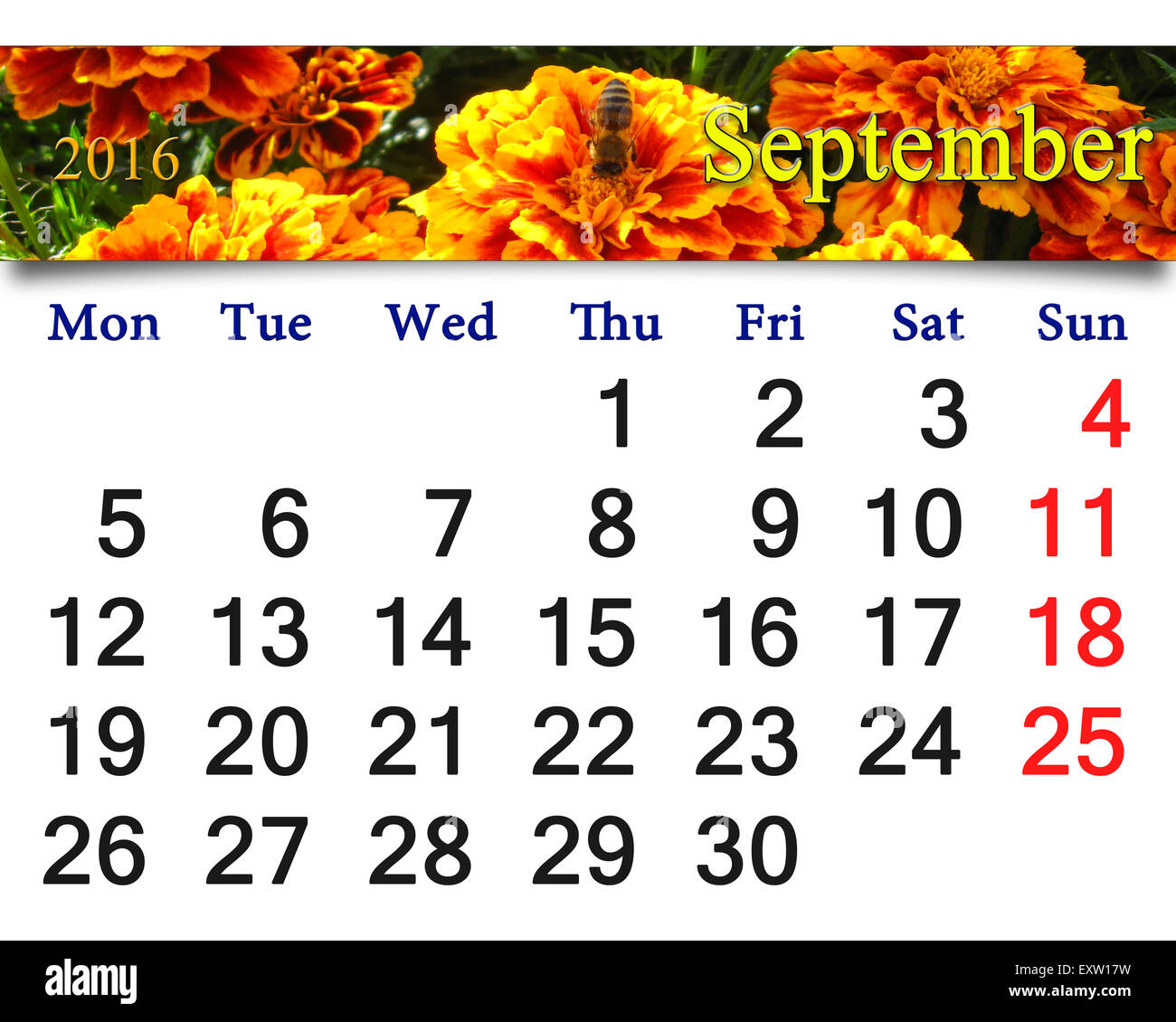 Calendrier de septembre 2016 avec image de fleurs de tagète. Calendrier pour l'impression et utilisation dans la vie de bureau. Banque D'Images