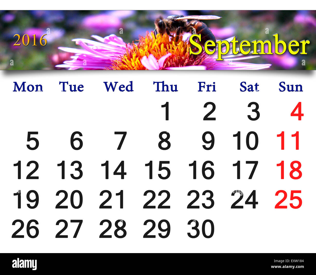 Calendrier de septembre 2016 avec le ruban d'abeille sur les asters rose Banque D'Images