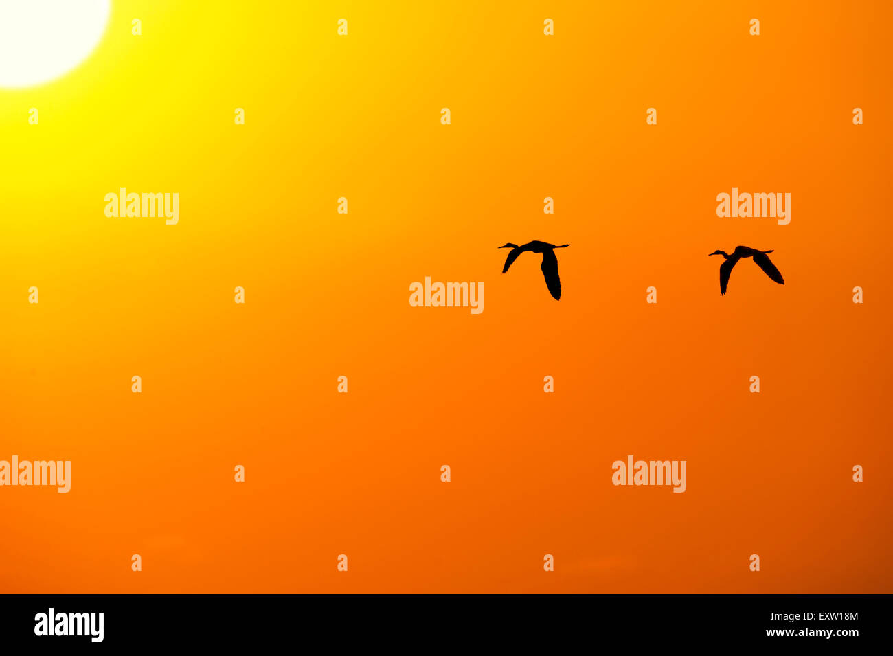 Oiseaux volant découpé sur un ciel orange avec le soleil sur la tête. Banque D'Images
