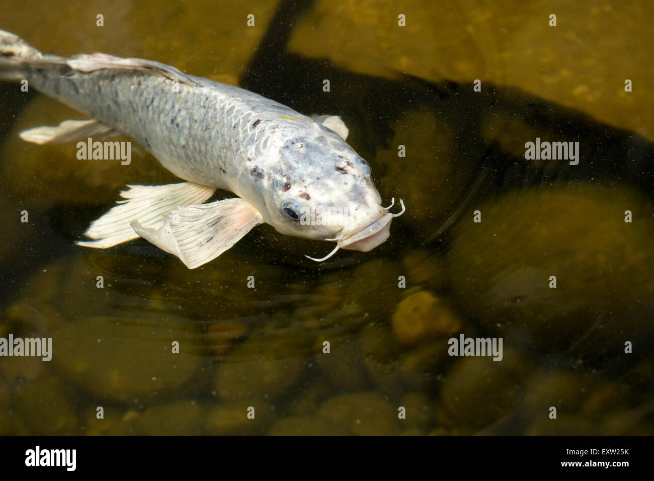 Or, blanc, noir et multicolore poisson dans un étang de koi à l'échelle locale plaza Banque D'Images