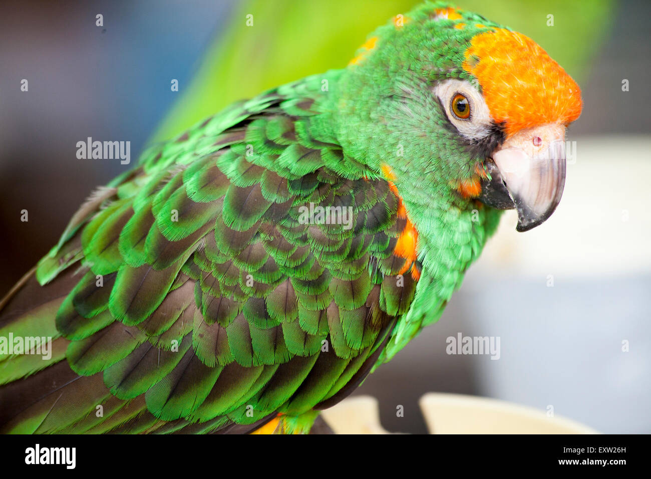 Un Perroquet Vert Et Orange Perche A Un Rassemblement D Oiseaux Dans Un Plaza A Encinitas Californie Photo Stock Alamy