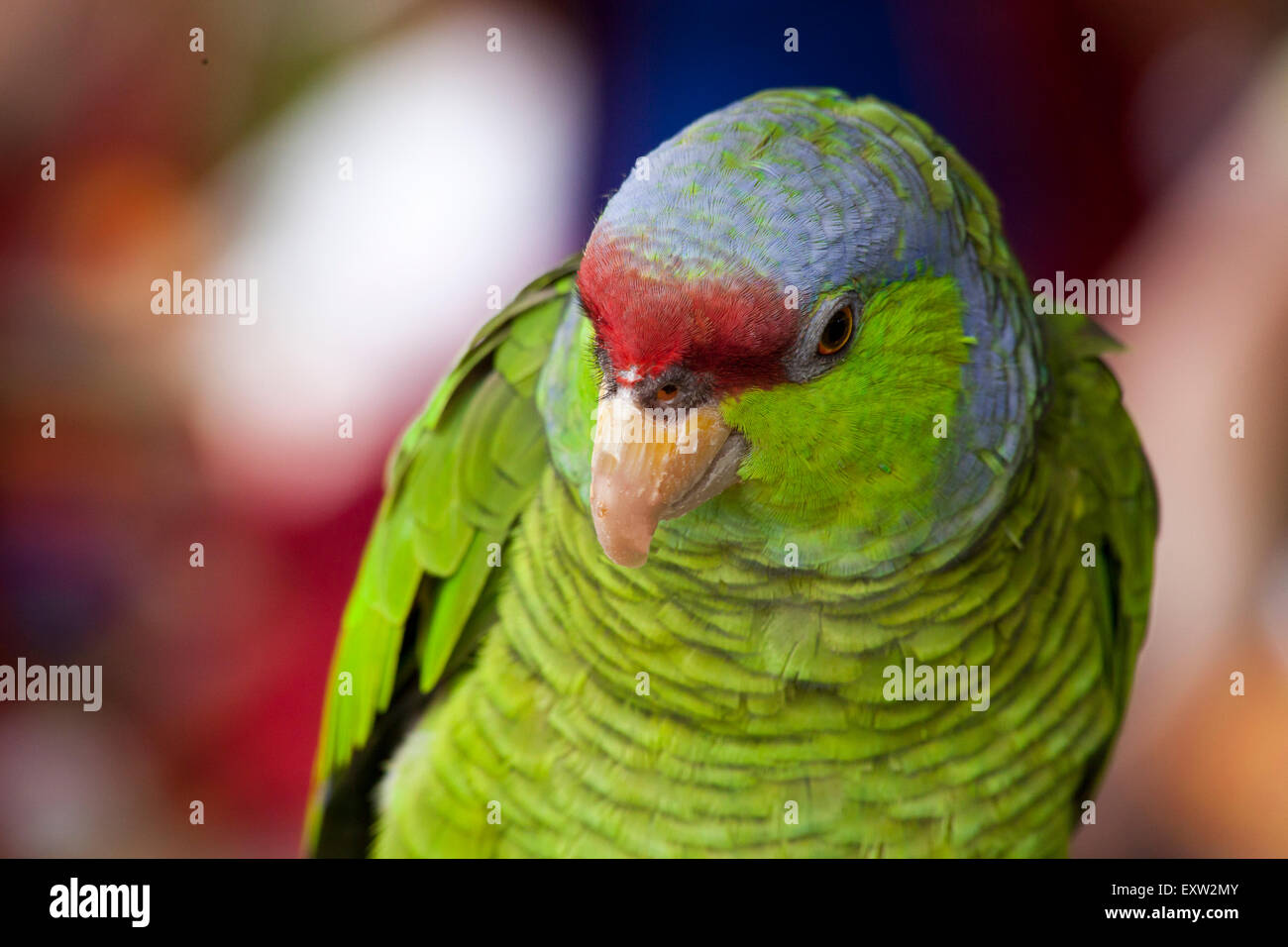 Perroquet vert et bleu qui pose pour un public à un rassemblement d'oiseaux Encinitas, en Californie Banque D'Images