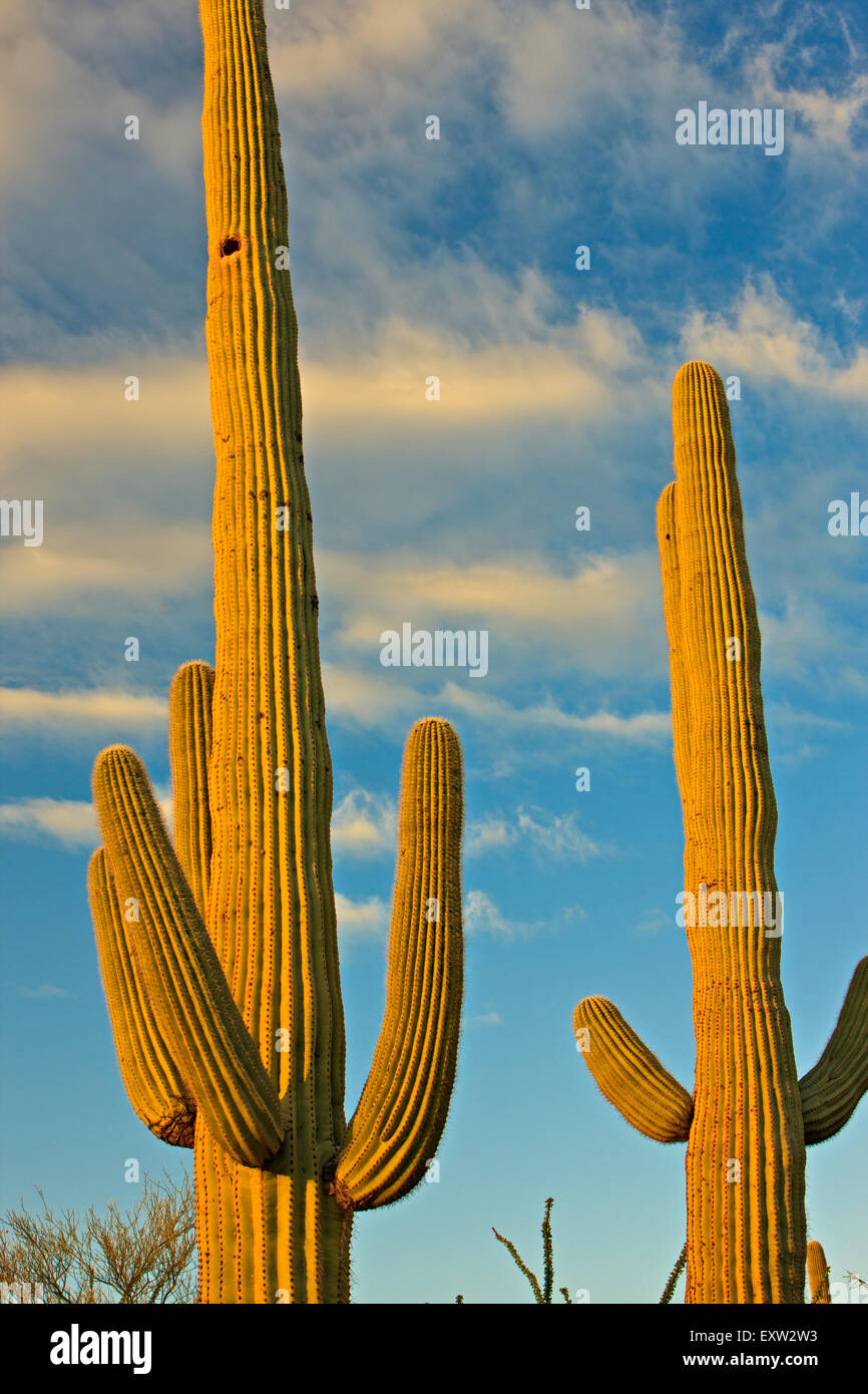 Saguaro cactus, Carnegiea gigantea, Saguaro National Park West, Saguaro National Park, Arizona, USA Banque D'Images