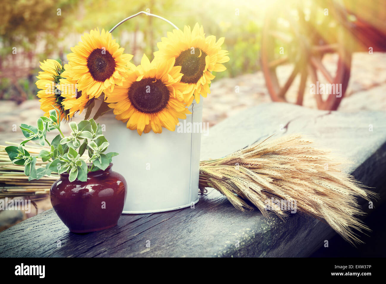 Tournesols en godet, épis de blé et des plantes en pot sur la table. La vie encore rustique. Banque D'Images