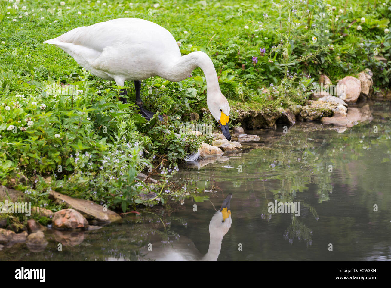 Le cygne de Bewick (Cygnus bewickii) avec bec jaune au Wildfowl and Wetlands Trust, Arundel, West Sussex, UK Banque D'Images