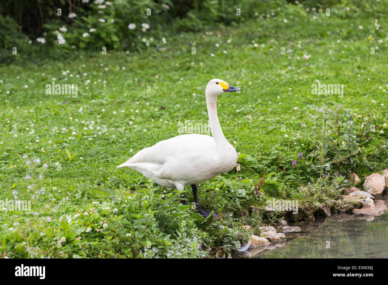 Le cygne de Bewick (Cygnus bewickii) avec bec jaune au Wildfowl and Wetlands Trust, Arundel, West Sussex, UK Banque D'Images