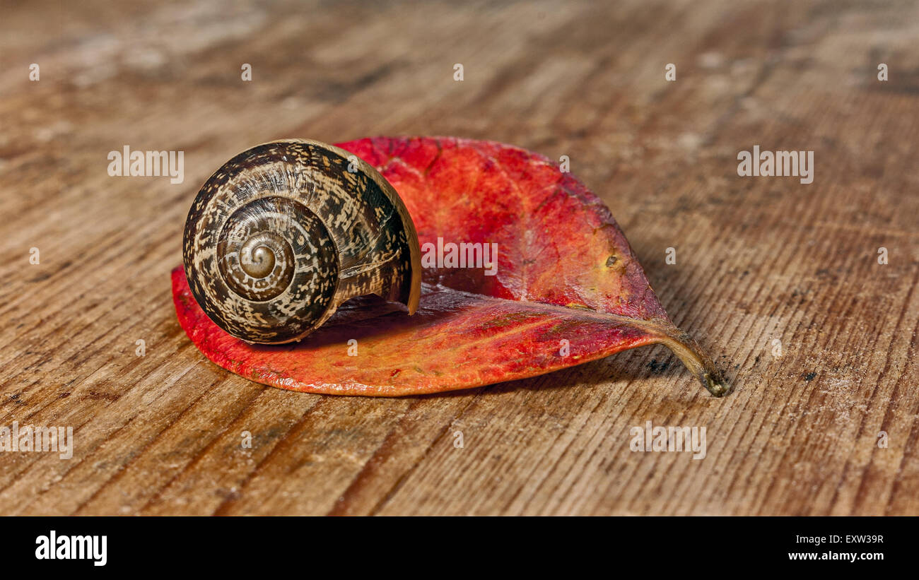 Escargot sur une feuille rouge et une base en bois Banque D'Images