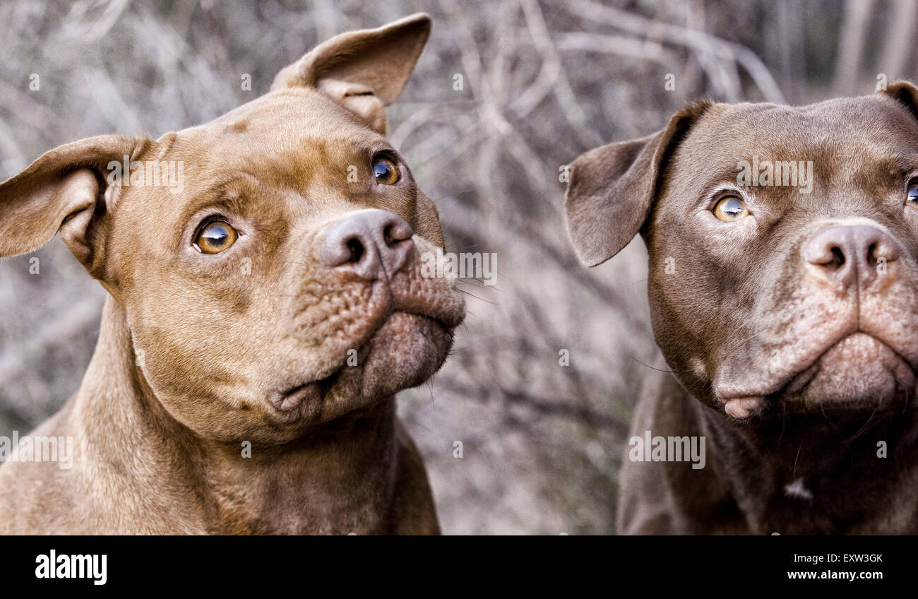 Deux brunes pitbulls looking up, l'anticipation, l'accent Banque D'Images Deux brunes pitbulls looking up, l'anticipation, l'accent Banque D'Images