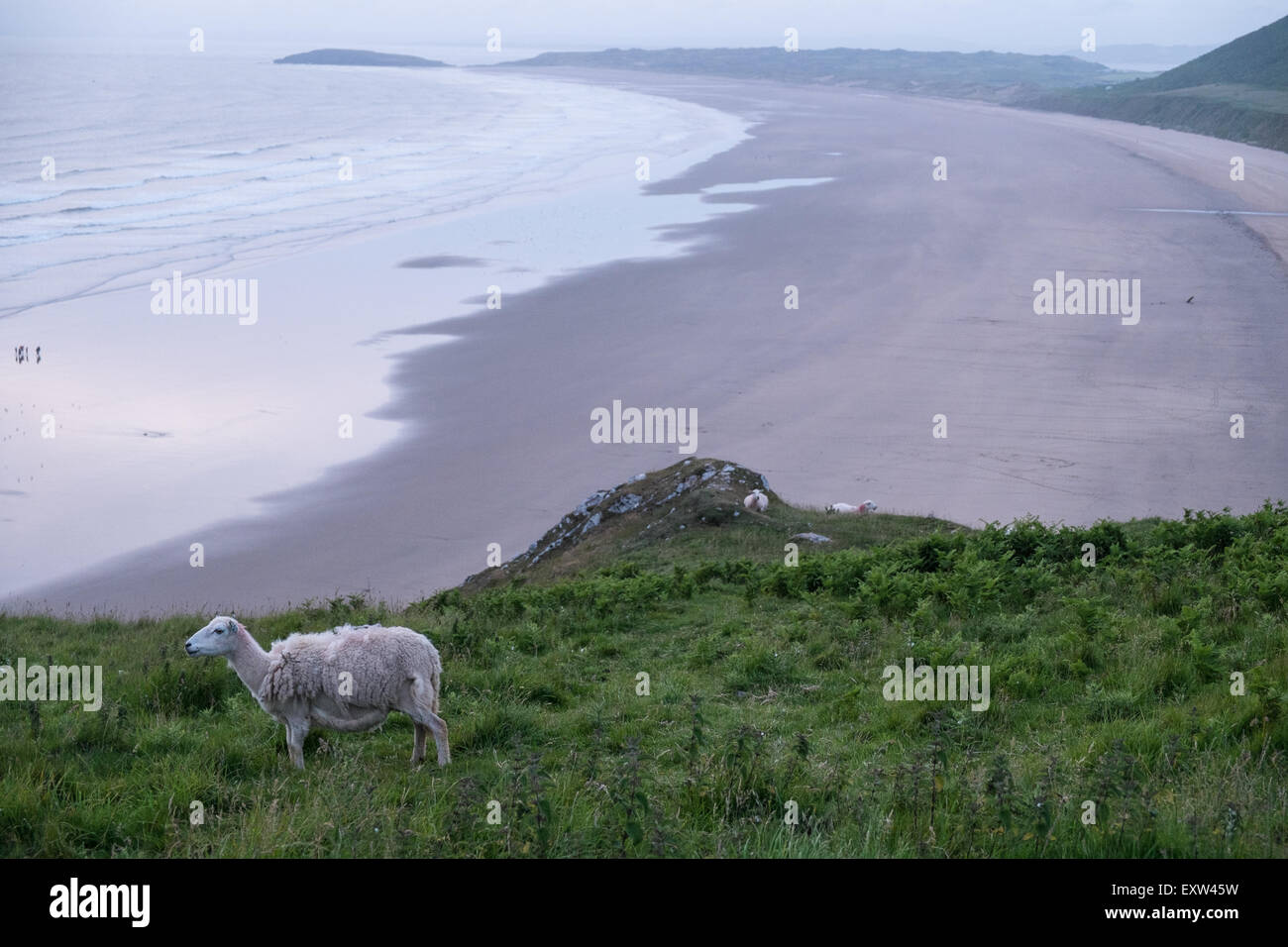 Rhossilli Bay,plage,,Gower, galles, moutons,,causeway Banque D'Images