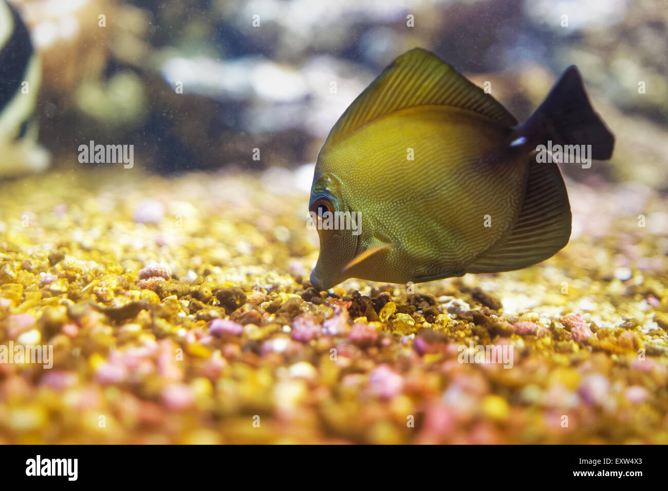 Le Zebrasoma flavescens tang (jaune) est un poisson de mer de la famille des Acanthuridae Banque D'Images