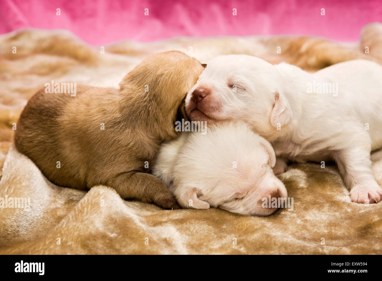 Une semaine trois chiots vieux endormi sur le dessus de l'autre Banque D'Images Une semaine trois chiots vieux endormi sur le dessus de l'autre Banque D'Images