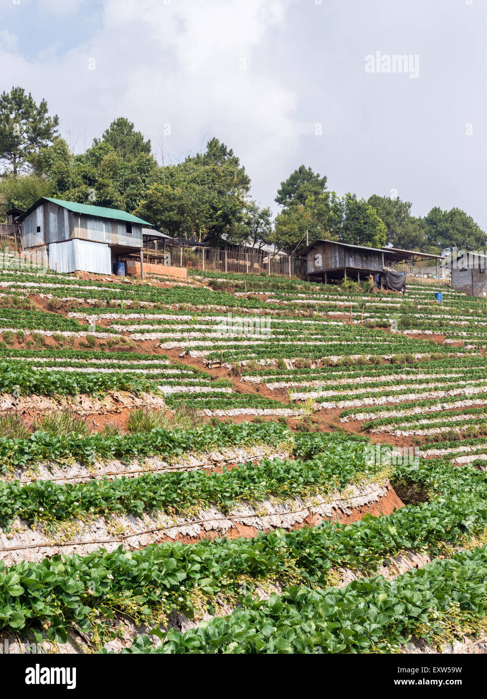 Ferme de fraises avec le semoir maison sur la haute montagne. Banque D'Images