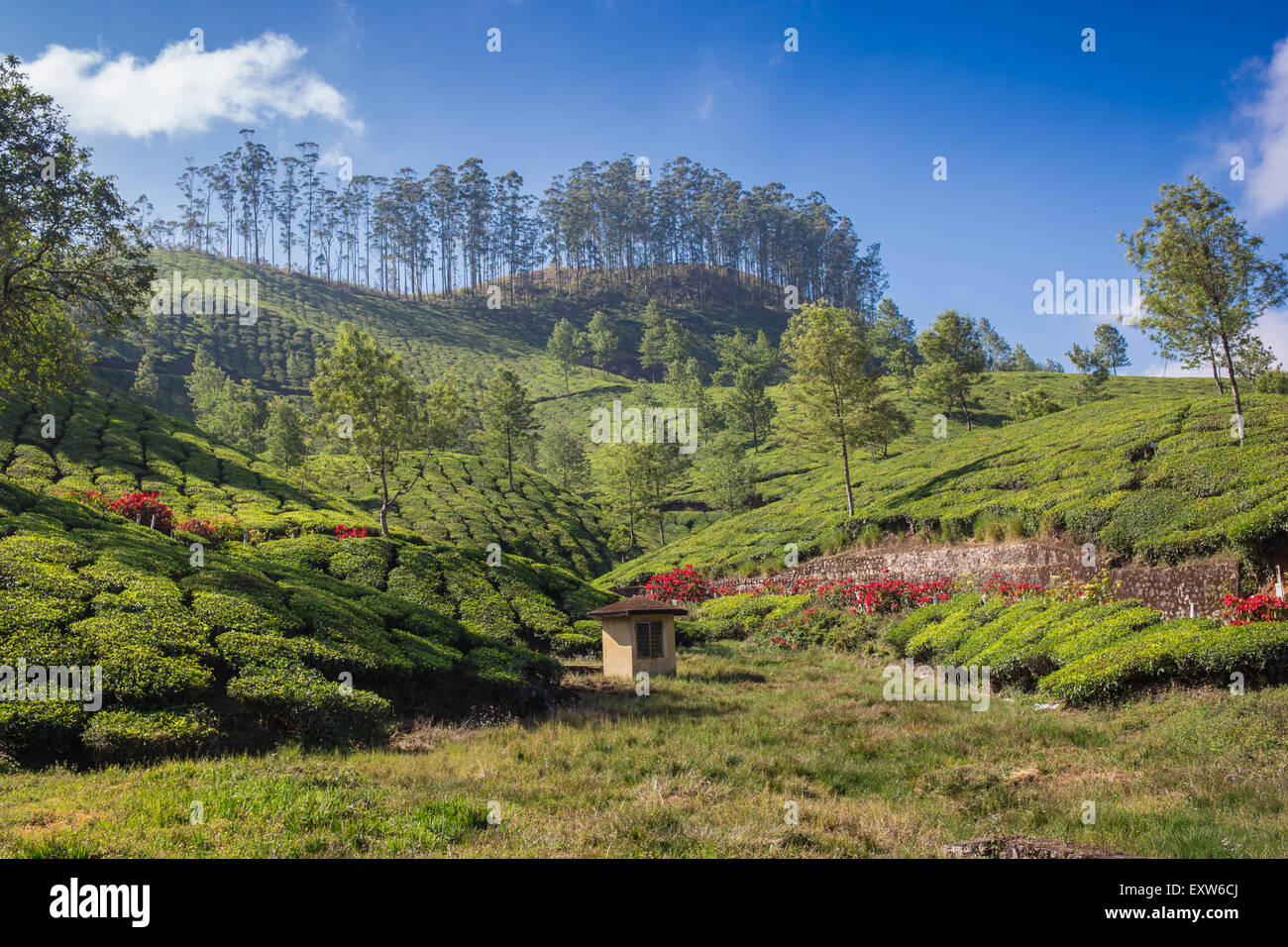 Plantation de thé, Cameron Highlands Banque D'Images