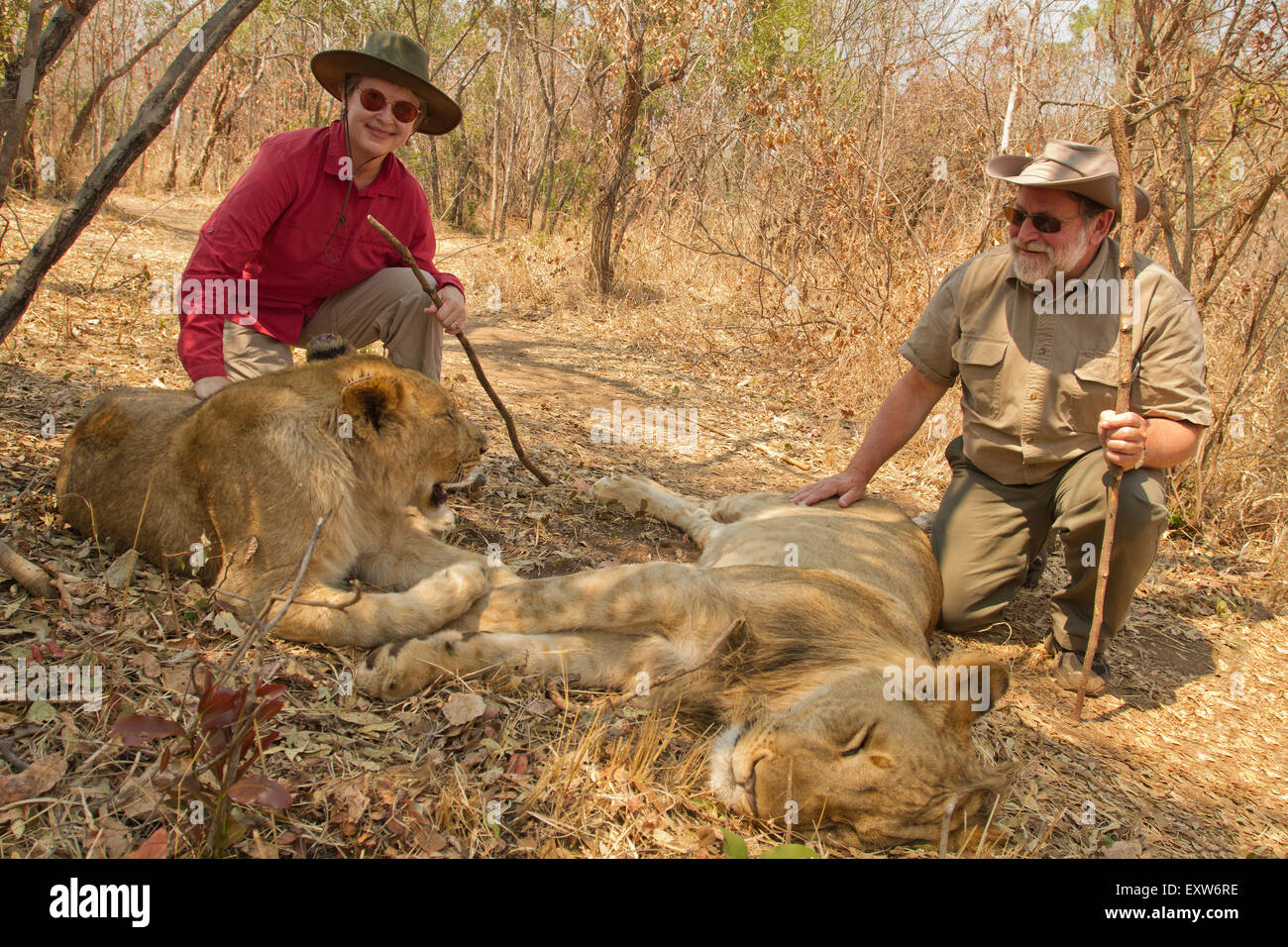 L'homme âgé de 64 ans et 58 ans, femme, et un jeune homme les lions sur le Masuwe Estate près de Victoria Falls, Zimbabwe, Afrique du Sud Banque D'Images