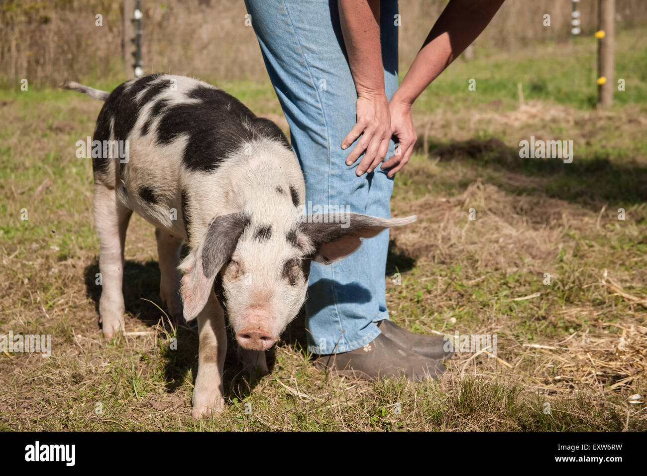 Vieux cochon Gloucestershire places debout par son propriétaire à l'Ferme de montagne à oeillet, Washington, USA Banque D'Images