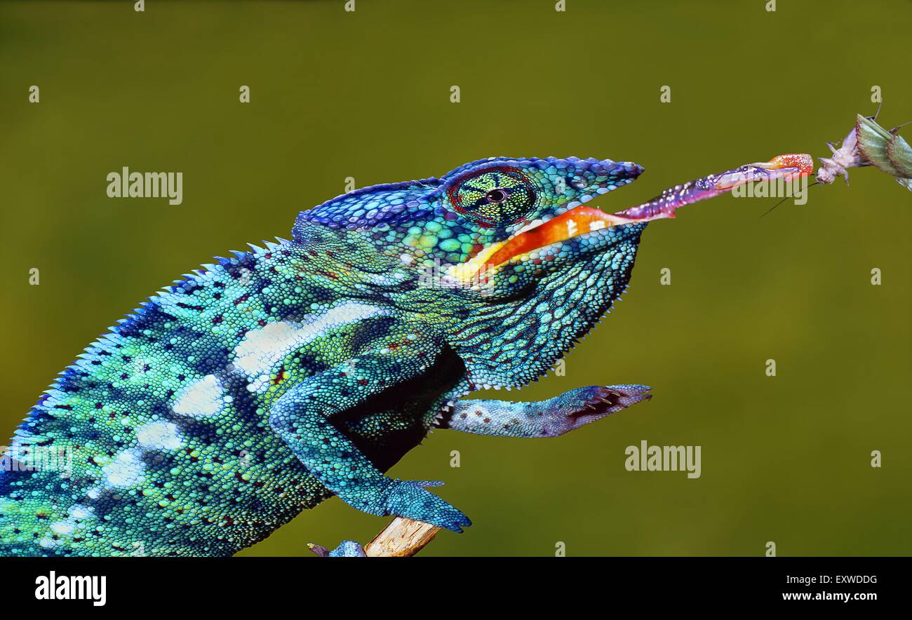 Chameleon collage hors de sa langue Banque D'Images