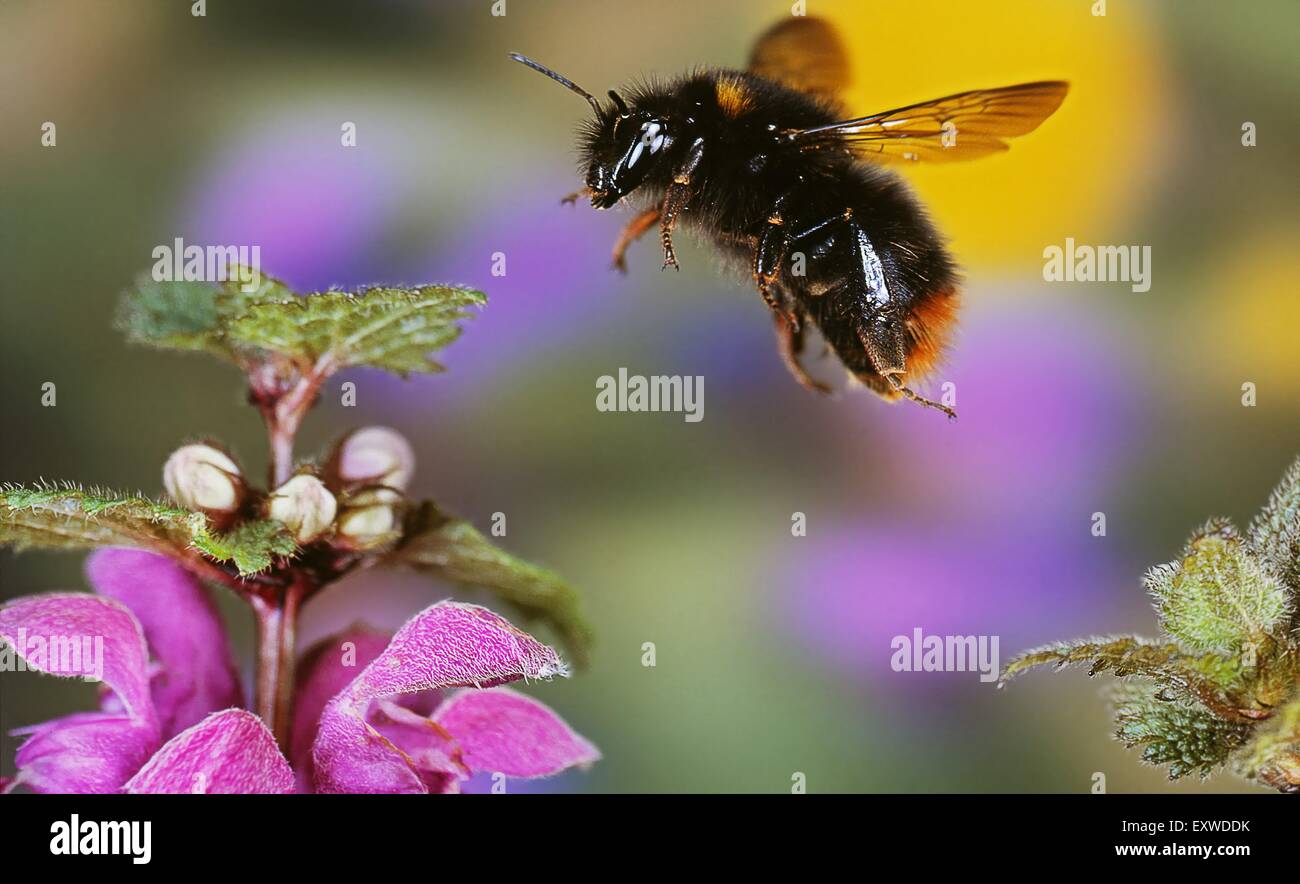 Red-tailed bourdon (Bombus lapidarius) à une fleur Banque D'Images