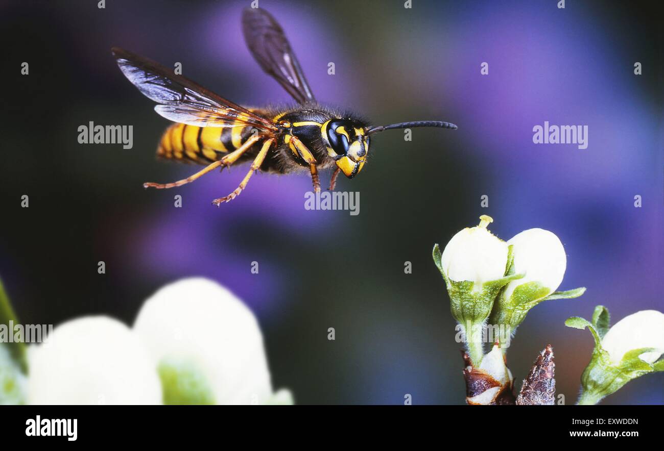 Wasp à fleur de cerisier Banque D'Images