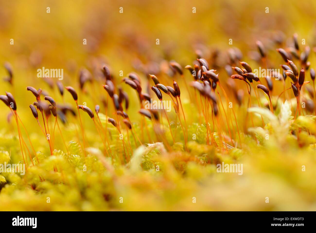 Bois-mousse, Hylocomium splendens, en forêt, Haut-Palatinat, Bavaria, Germany, Europe Banque D'Images