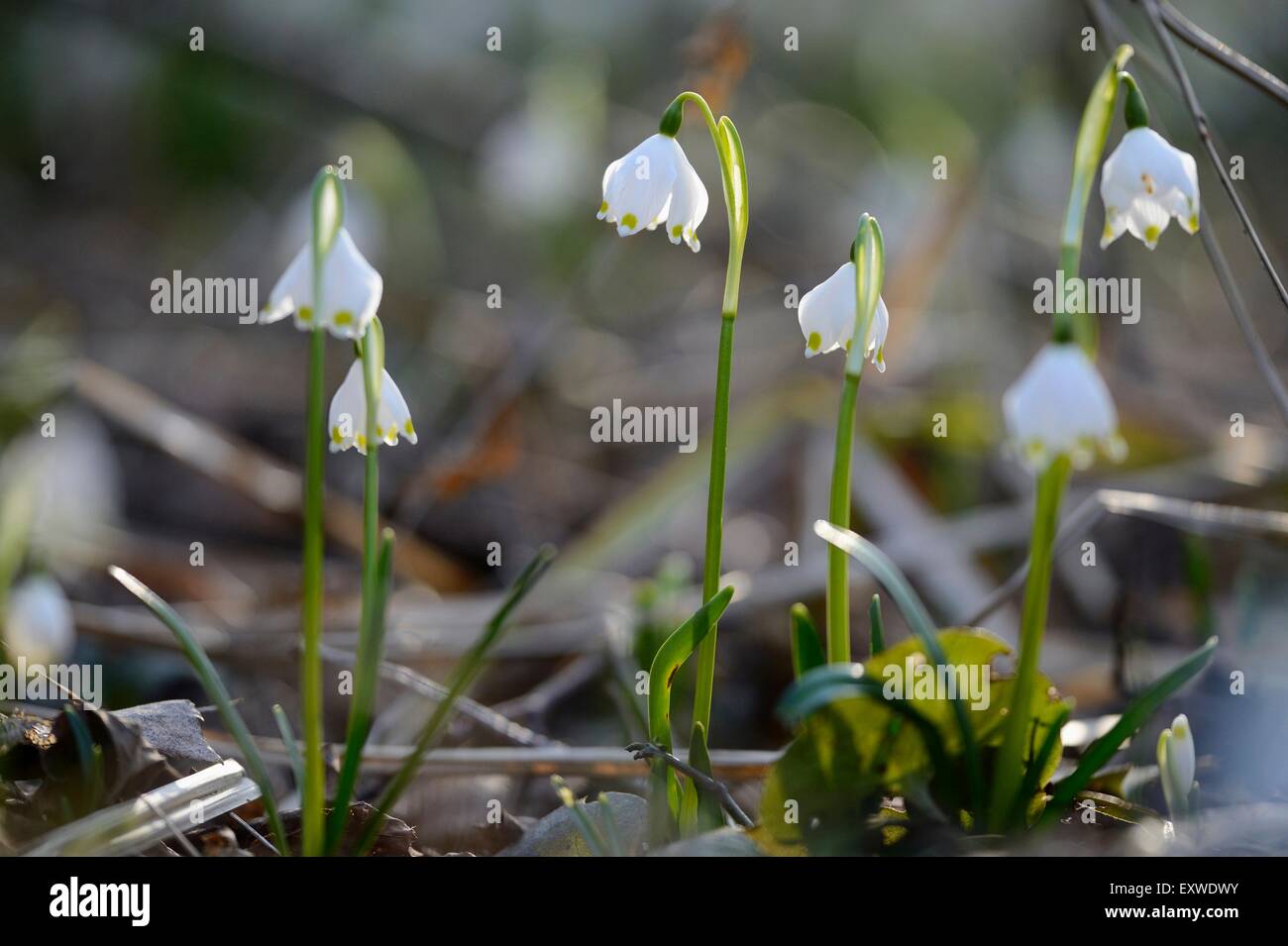 Flocons de printemps Leucojum vernum, forêts, Haut-Palatinat, Bavaria, Germany, Europe Banque D'Images