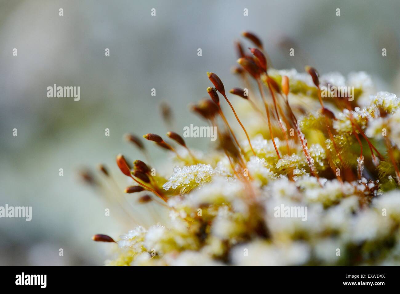 Bois-mousse, Hylocomium splendens, à même le sol forestier, Haut-Palatinat, Bavaria, Germany, Europe Banque D'Images