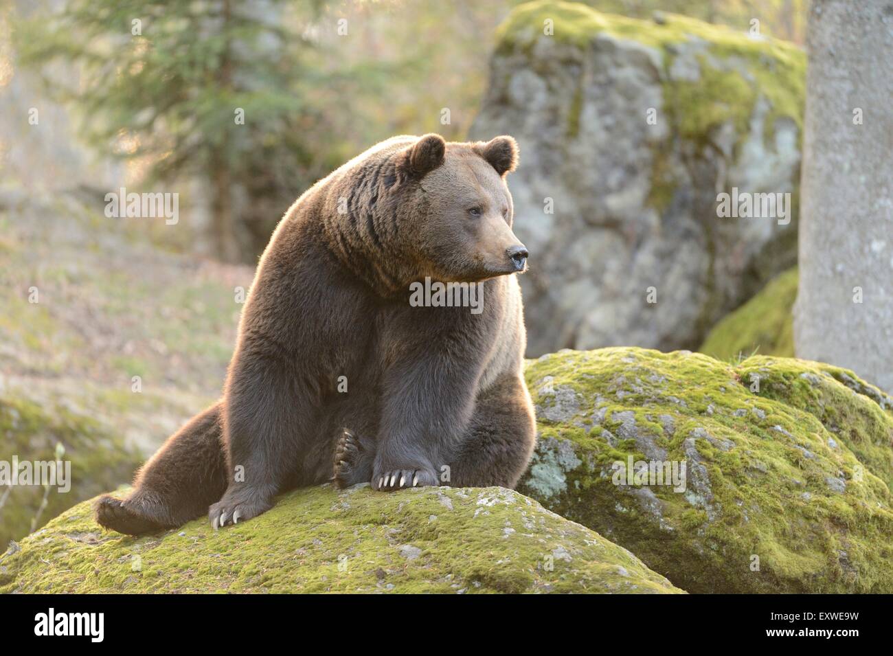 Ours brun dans le Parc National de la forêt bavaroise, Allemagne Banque D'Images