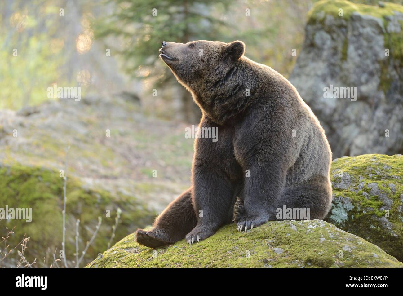 Ours brun dans le Parc National de la forêt bavaroise, Allemagne Banque D'Images
