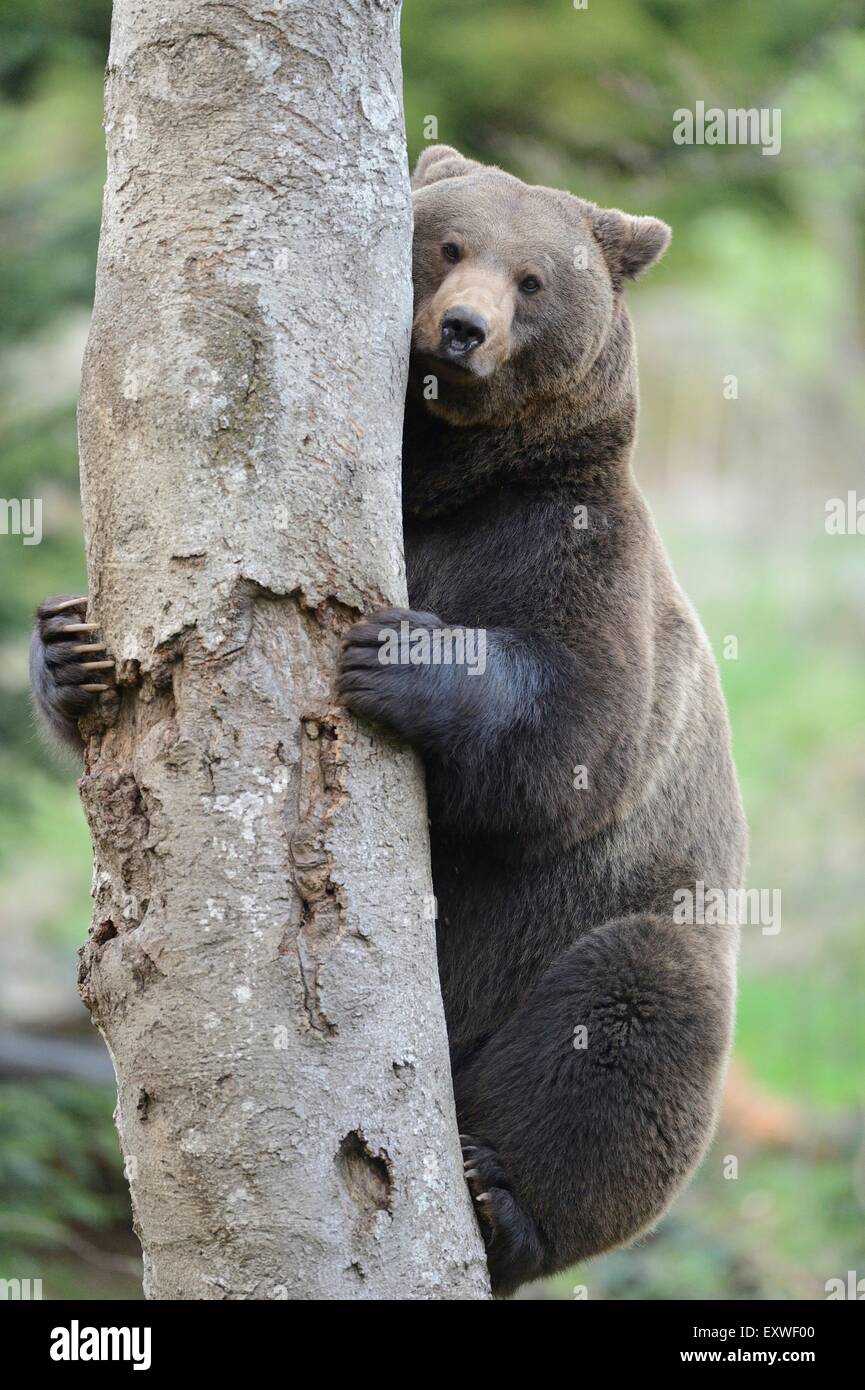 Ours brun grimpant sur arbre, forêt de Bavière, Allemagne National Park Banque D'Images