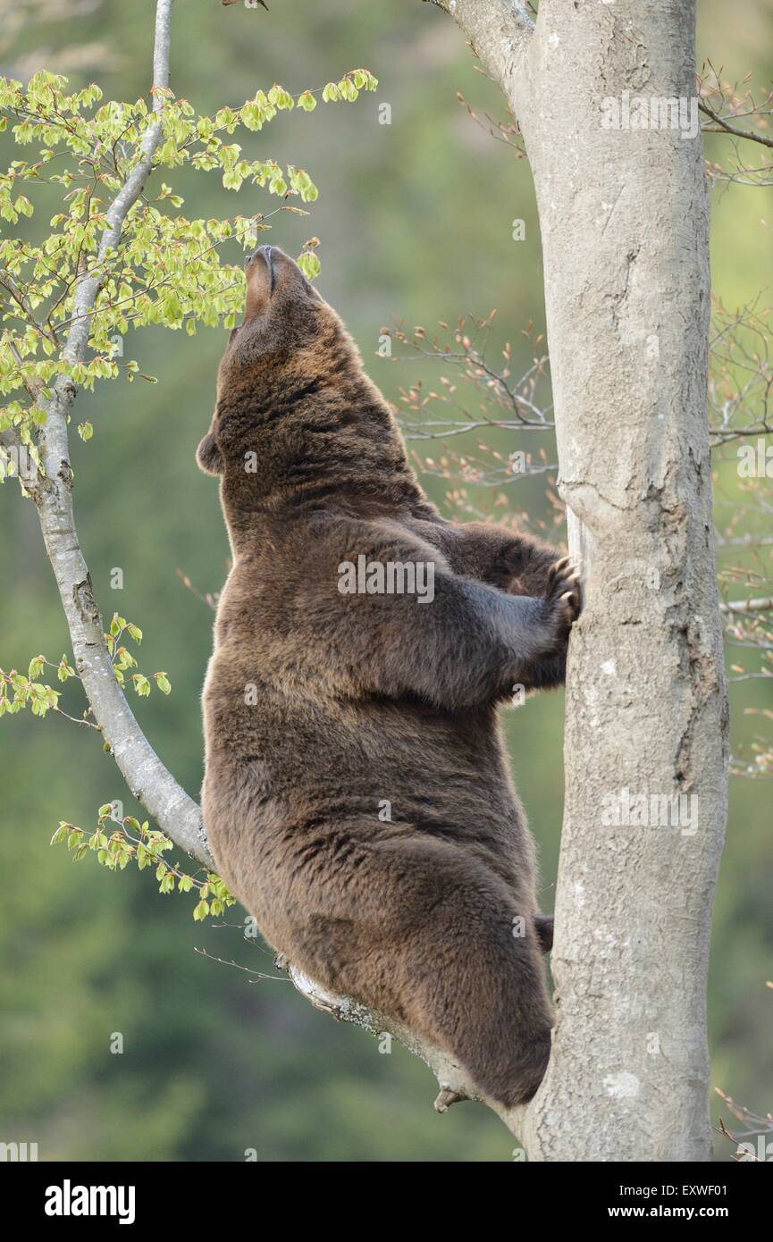 Ours brun grimpant sur arbre, forêt de Bavière, Allemagne National Park Banque D'Images
