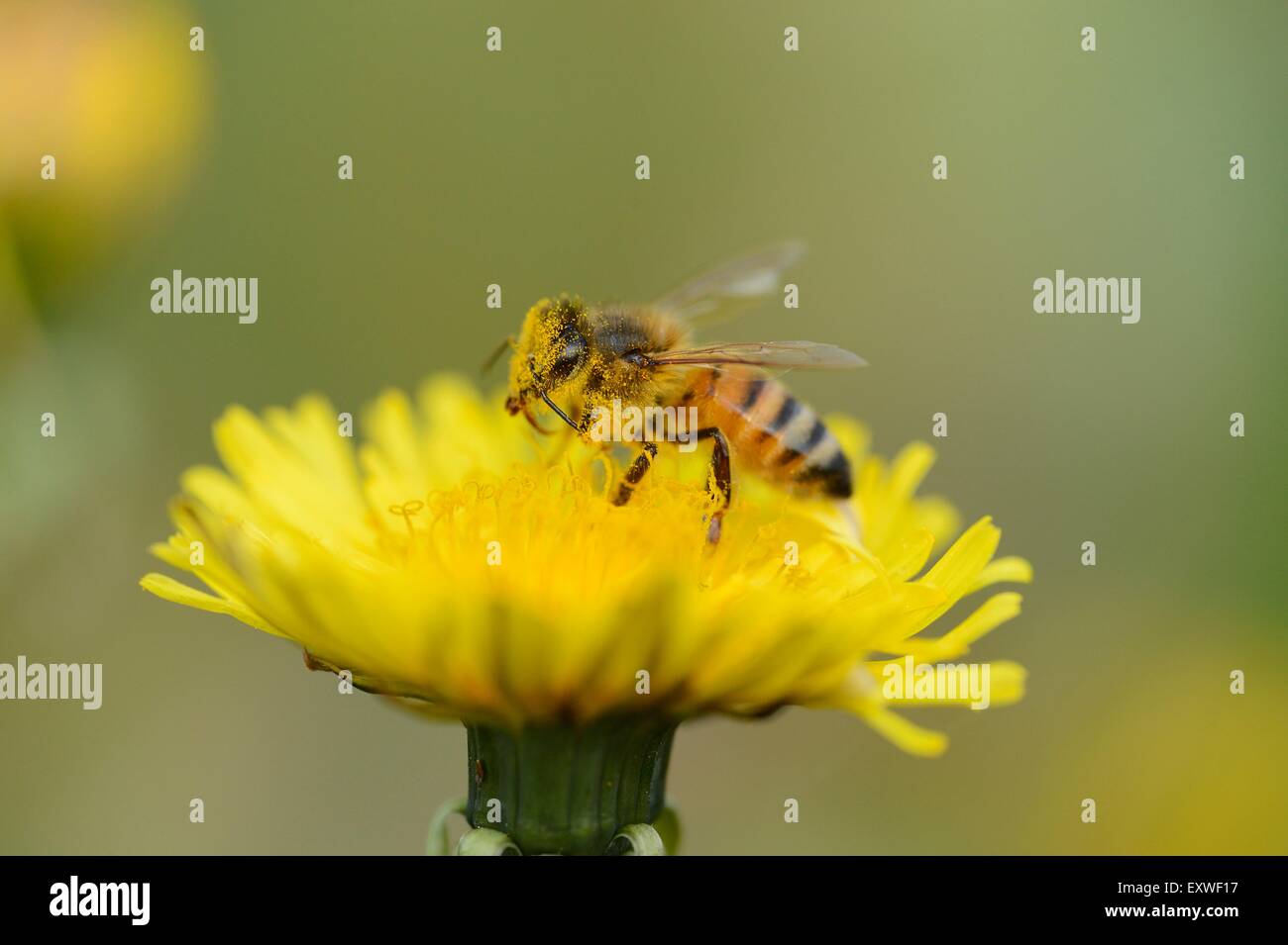 Close-up d'une abeille sur une fleur de pissenlit Banque D'Images