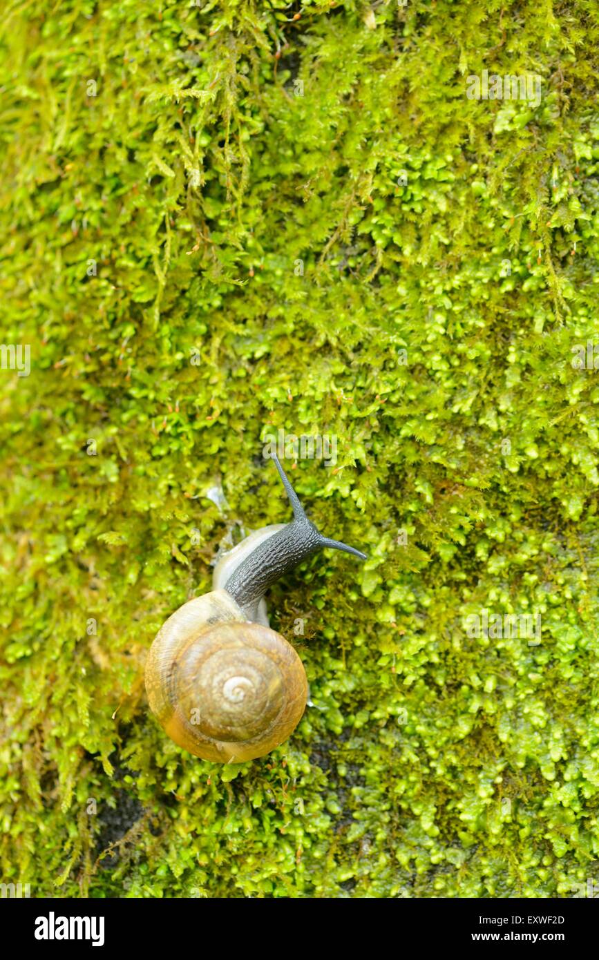 Close-up de l'escargot Arianta arbustorum dans une forêt Banque D'Images